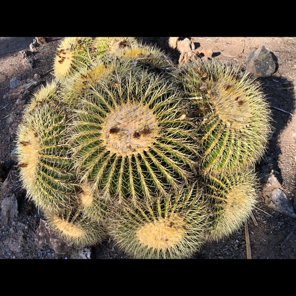 Cactus - Picture 4 of 4